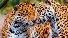 Animals jaguar jaguars