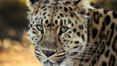 Animals jaguar Leopards