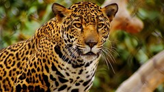 Animals jaguar Leopards