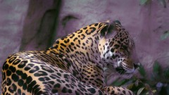 Animals jaguar Leopards
