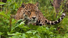 Animals jaguar Leopards