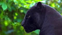 Animals jaguar panthers