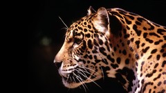 Animals jaguars