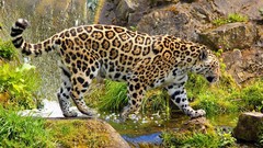 Animals jaguars