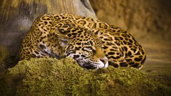 Animals jaguars