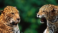 Animals jaguars