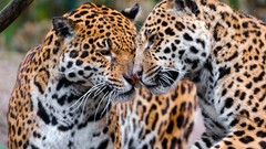 Animals jaguars