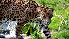 Animals jaguars
