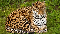 Animals jaguars