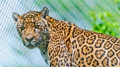 Animals jaguars