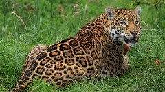 Animals jaguars