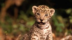 Animals jaguars baby animals