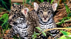 Animals jaguars baby animals