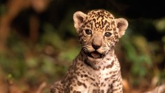 Animals jaguars baby animals