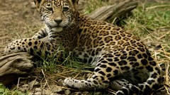 Animals jaguars baby animals