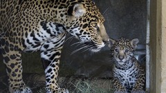 Animals jaguars baby animals