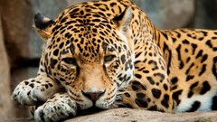 Animals jaguars feline