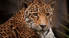 Animals jaguars feline