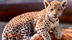 Animals jaguars feline baby animals