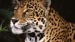 Animals jaguars indian