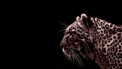Animals jaguars Photo manipulation