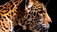 Animals jaguars south america