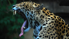 Animals jaguars yawns