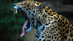 Animals jaguars yawns
