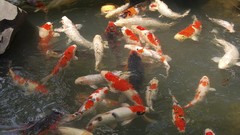 Animals Japan fish goldfish koi