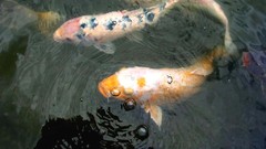 Animals Japan fish koi