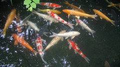 Animals Japan fish koi