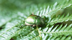Animals Japan insects