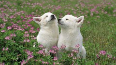 Animals Japan Puppies