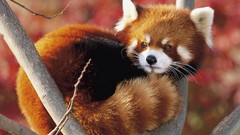 Animals Japan zoo red pandas