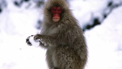 Animals Japanese monkeys japanese macaque snow monkey