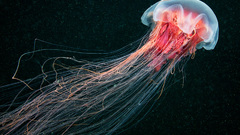 Animals jellyfish