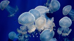 Animals jellyfish
