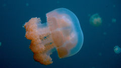 Animals jellyfish animal