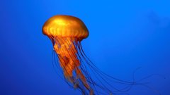 Animals jellyfish Aquarium and