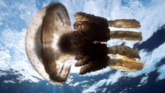 Animals jellyfish medusa