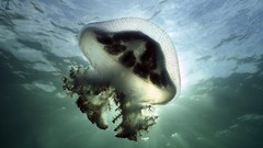 Animals jellyfish stinger south australia
