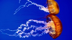Animals jellyfish two