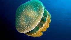 Animals jellyfish underwater