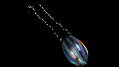 Animals jellyfish underwater luminiscence