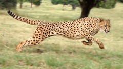 Animals jump cheetahs