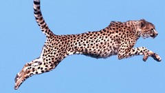 Animals jumping cheetahs blue skies