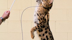 Animals jumping collar leash