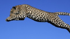 Animals jumping feline Leopards