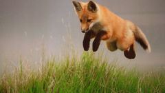 Animals jumping foxes