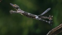 Animals jumping geckos Reptiles
